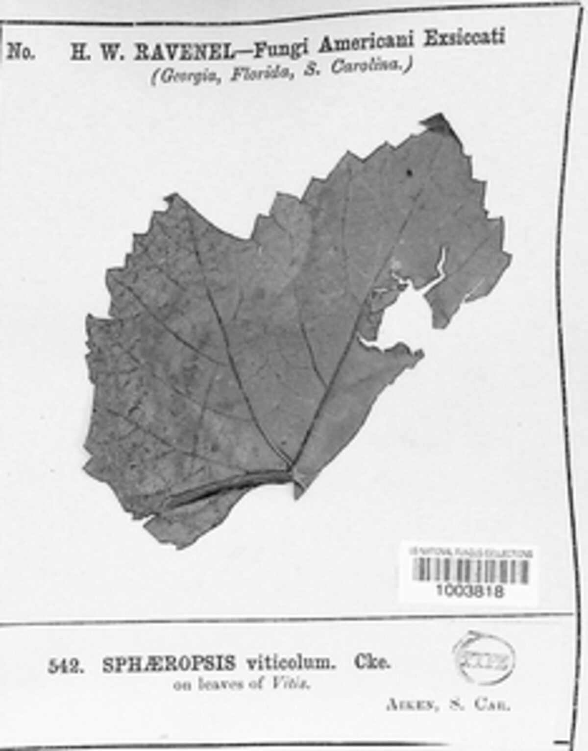 Sphaeropsis viticola image